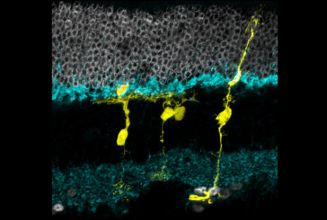 Regenerative Potential of Cells