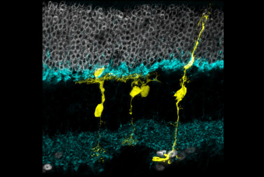 Regenerative Potential of Cells